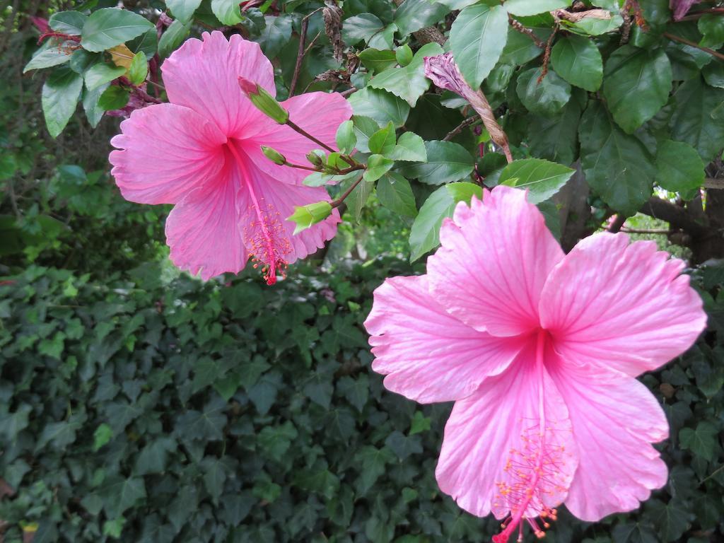 Buiten Verwagten Guest House กราฟฟ์-เรเน็ต ภายนอก รูปภาพ
